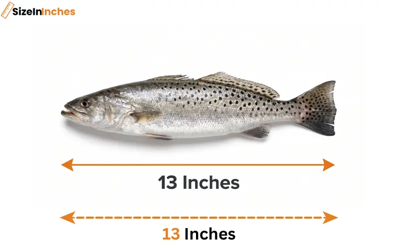 how long is 13 inches