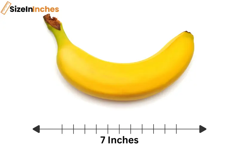 how long is 7 inches