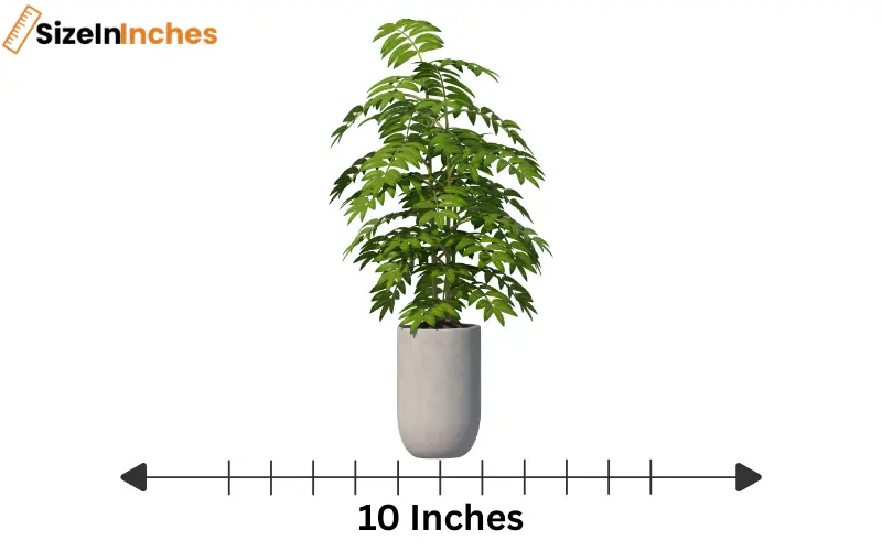 how long is 10 inches