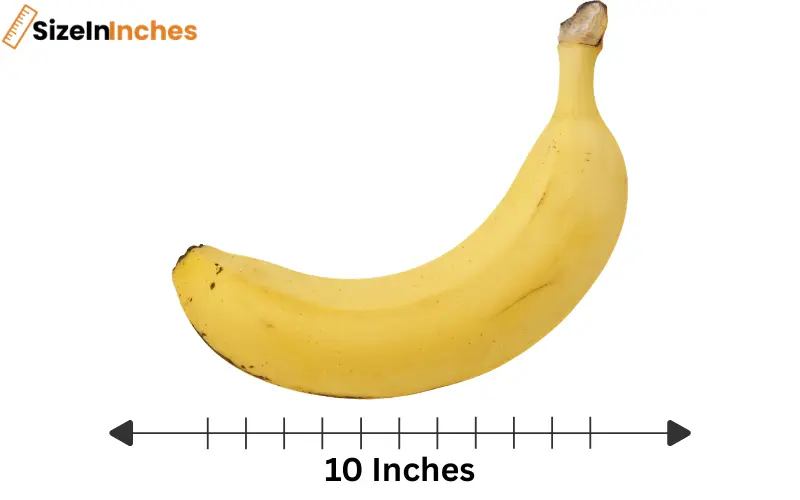 how long is 10 inches