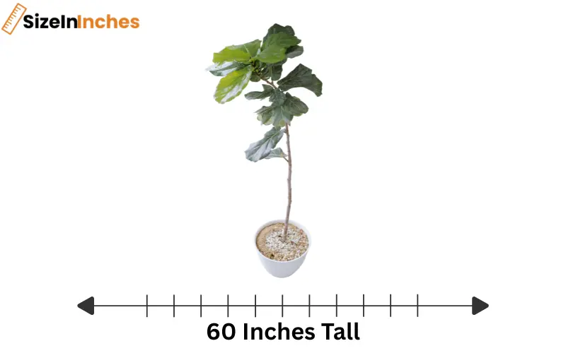 how tall is 60 inches
