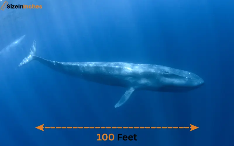 how long is 100 feet