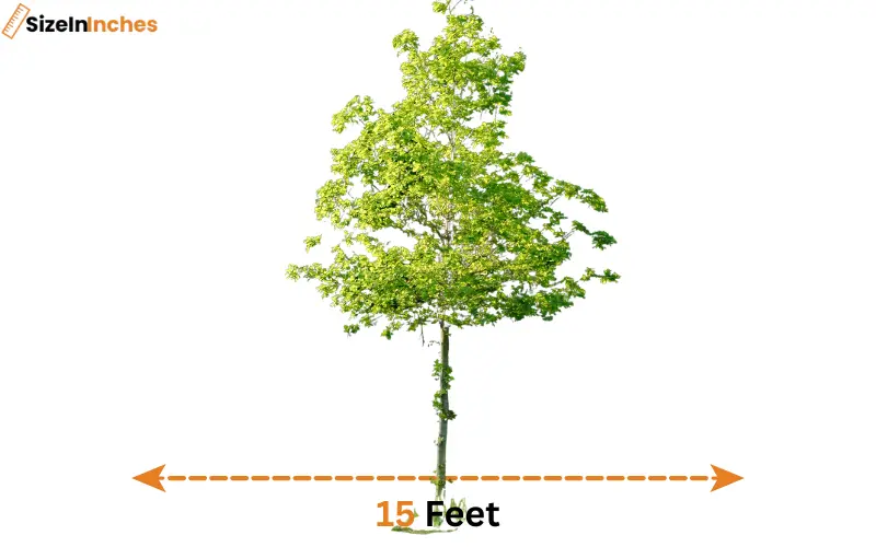 how long is 15 feet