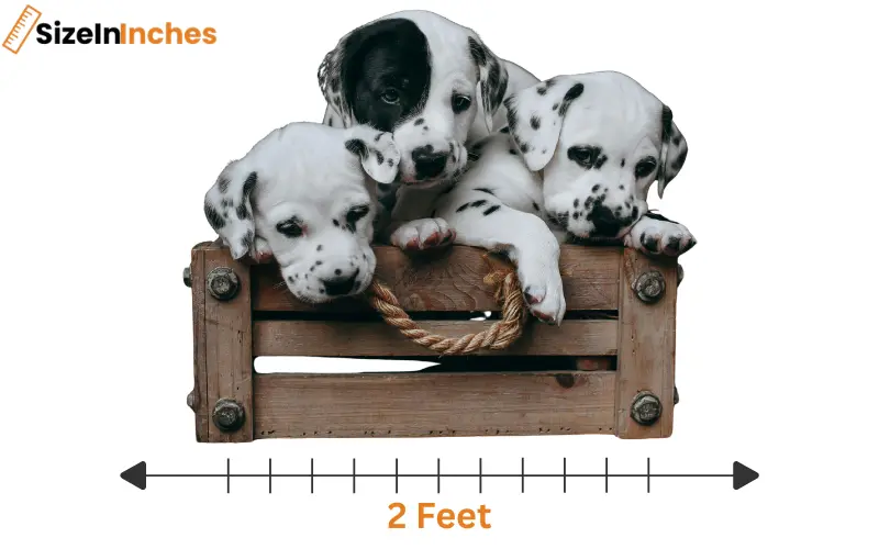 how long is 2 feet