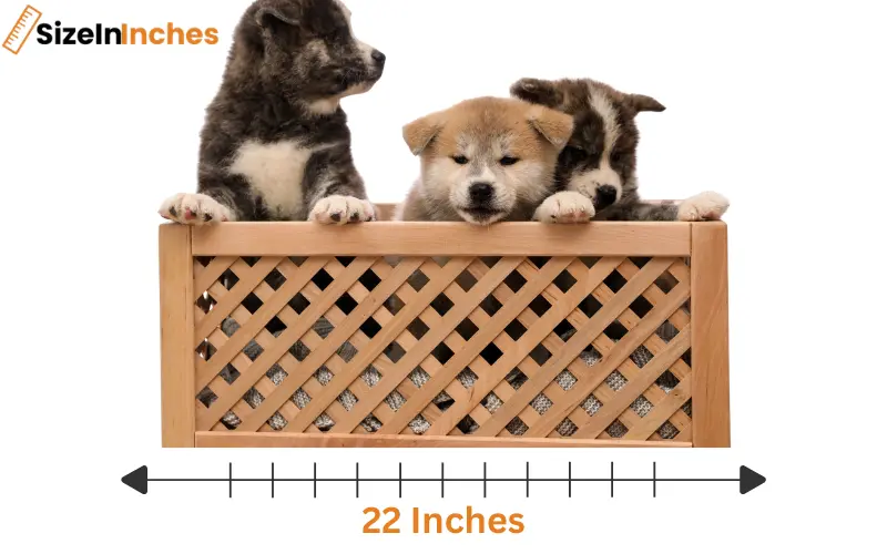 how long is 22 inches