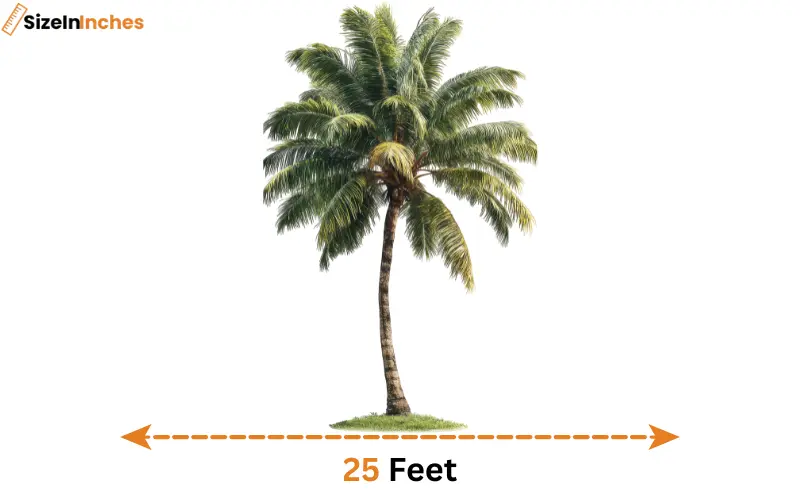 how long is 25 feet