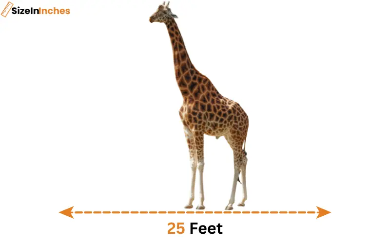 how long is 25 feet
