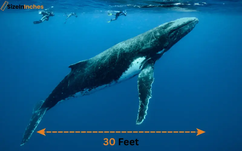 how long is 30 feet