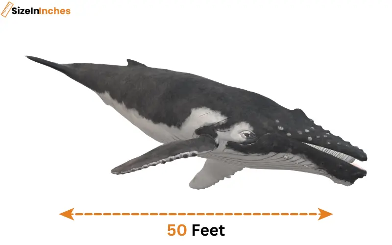 how long is 50 feet