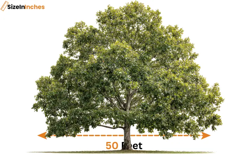how long is 50 feet