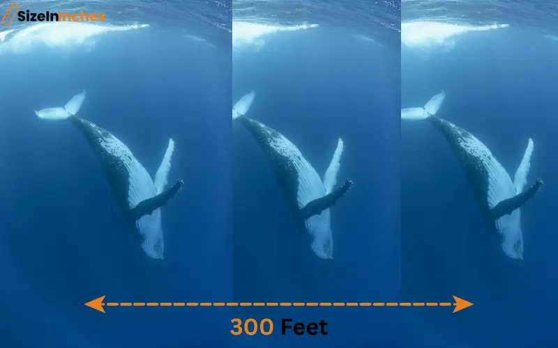 how long is 300 feet