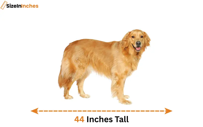 how tall is 44 inches