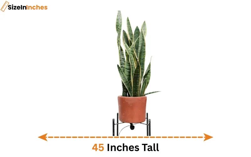 how tall is 45 inches